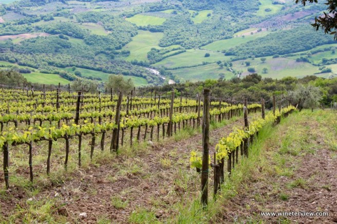 primavera in tuscana, spring tuscany, castiglione d'orcio, san quirico d'orcia, orcia wine festival, val d'orcia, val d'orcia vino, orcia doc, poggio grande, azienda agricola poggio grande, luca zamperini, panorama toscana, paesaggio toscano, toscana, tuscany, toscana belvedere, bellavista toscana, panorama tuscany, viewpoint tuscany , cavallo bianco, white horse, campagna, campagna toscana, countryside, countryside tuscany, countryliving, countryliving tuscany, degustazione, degustazione poggio grande, vino toscano, tuscan wine, wine tasting, orcia sangiovese, sesterzo, vigneto, vine, future wine, spring