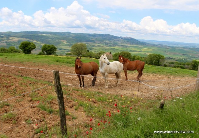 primavera in tuscana, spring tuscany, castiglione d'orcio, san quirico d'orcia, orcia wine festival, val d'orcia, val d'orcia vino, orcia doc, poggio grande, azienda agricola poggio grande, luca zamperini, panorama toscana, paesaggio toscano, toscana, tuscany, toscana belvedere, bellavista toscana, panorama tuscany, viewpoint tuscany , cavallo bianco, white horse, campagna, campagna toscana, countryside, countryside tuscany, countryliving, countryliving tuscany, degustazione, degustazione poggio grande, vino toscano, tuscan wine, wine tasting, orcia sangiovese, sesterzo, vigneto, vine, future wine, spring