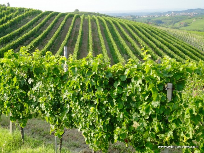 piedmont, uva, vino, cantina, winery, vineyard, vigneto, piemonte, uva, grape, winemaking, produzione del vino,