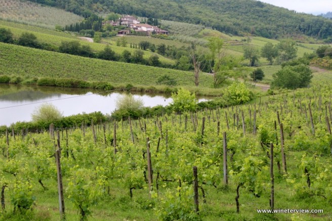 Il tocco, tocco collebereto, colle bereto, chianti classico, wine tasting, vintage wine tasting, degustazione vecchie annate, vecchie annate, degustazione chianti, strada del vino, strada del vino chianti, sangiovese in purezza, vigneti, uva, vino, wine, vineyard, tuscany, tuscan wine, vino toscano, vino rosso, red wine
